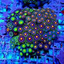 WYSIWYG - Mix Zoas Premium