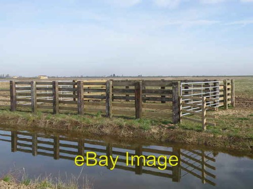 Photo 6x4 cattle - photo,