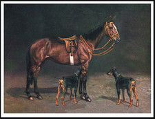 DOBERMAN PINSCHER DOGS AND