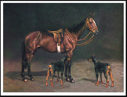 Doberman pinscher dogs and - doberman,
