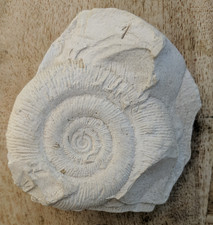 Rare Lilliput Lane Grimsthorpe Castle Ammonite Fossil 1995 Collector's Fair