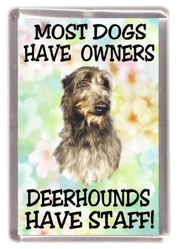 Deerhound dog fridge magnet - fridge,