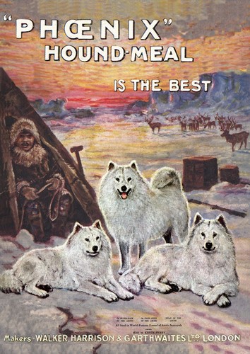 Samoyed dog greeting - greeting,