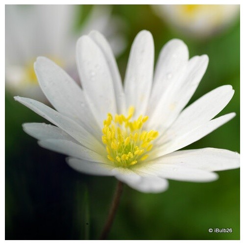 Anemone nemorosa wood - anemone, (wood