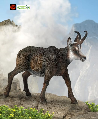 Chamois goat antelope - goat, wildlife