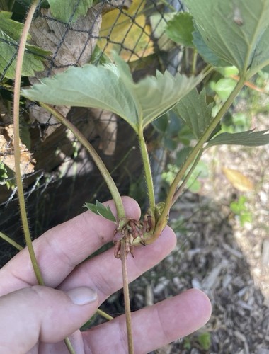 Strawberry plant supply - strawberry,