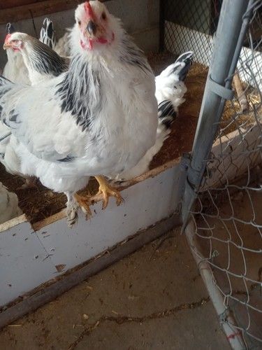 Light brahma hatching eggs - hatching,