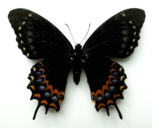 Rare melanic papilio - melanic, garamas