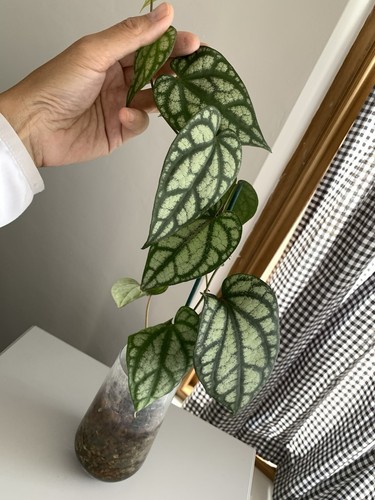 Piper sylvaticum two - , leaves