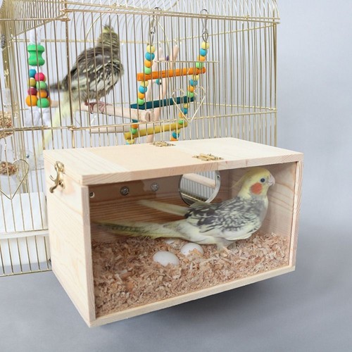 Transparent design parakeet - design,