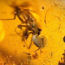 Strange fly burmese - fly,