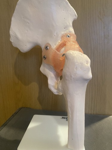 66fit anatomical human - 66fit,