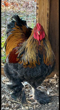 Blue partridge brahma hatching - blue,