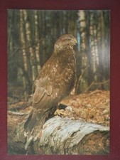 POSTCARD E3-23 ANIMALS BUZZARD