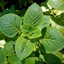 Spanish Mint Plant | Spearmint
