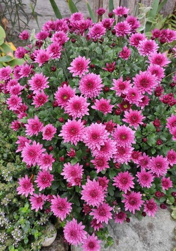 Chrysanthemum hardy perennial - hardy,