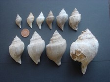 Bartonian Eocene GROWTH SERIES