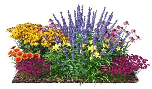 Hardy perennial cottage - hardy, plants