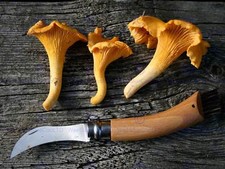 Photograph Composition Food Knife Chanterelle Mushroom Fungus Art Print Mp5672B