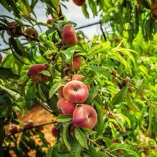 Galaxy Peach Tree 2ft Tall Now