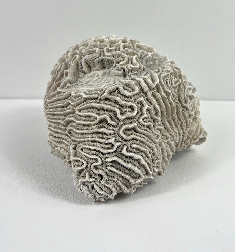 Fossilized brain coral - brain,