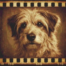 Pyrenean Shepherd Puppy Dog