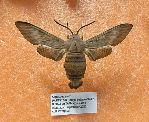 Sphingidae sataspes scotti - sphingidae,