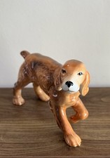 Lovely Cocker Spaniel Dog