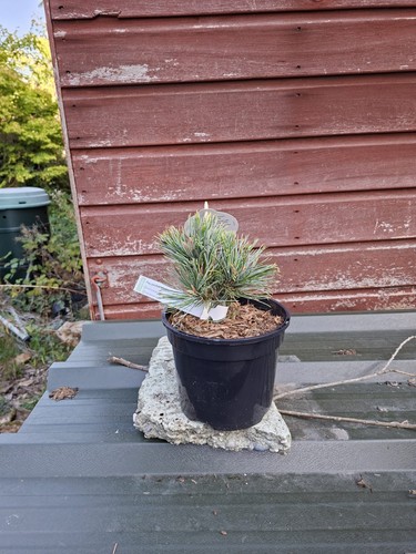 Pinus parviflora kinpo grafted - parviflora,