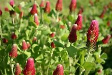 GREEN MANURE CRIMSON CLOVER  40 GRAM APPROX 16,500 SEEDS