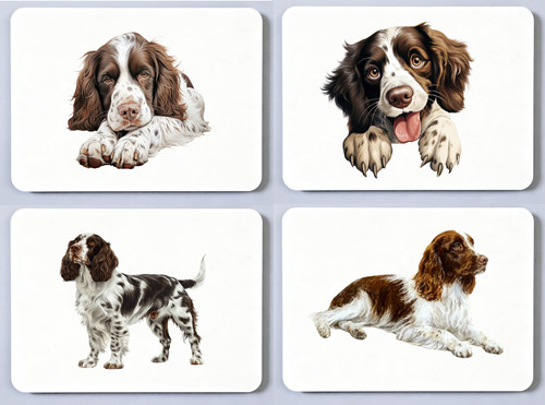 English springer spaniel - springer,