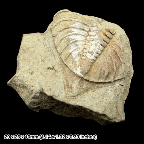 Dalmanites myops trilobite - myops,