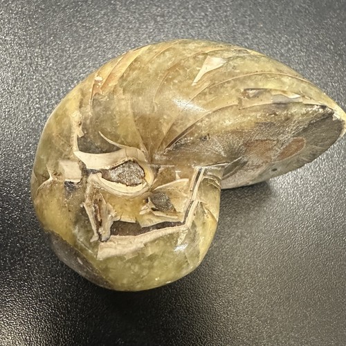 Fossilised polished nautilus