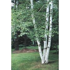 Paper Birch  ( Betula