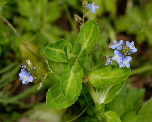 Veronica beccabunga