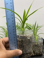 Pandan, Bai Toey Hom, Pandanus amaryllifolius, Screwpine, Rampe plant UK