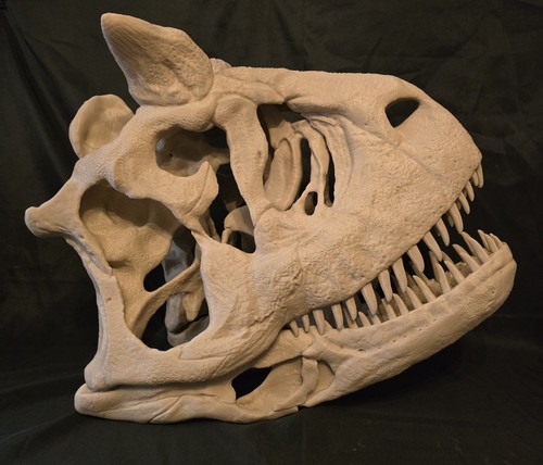 New carnotaurus skull - new,