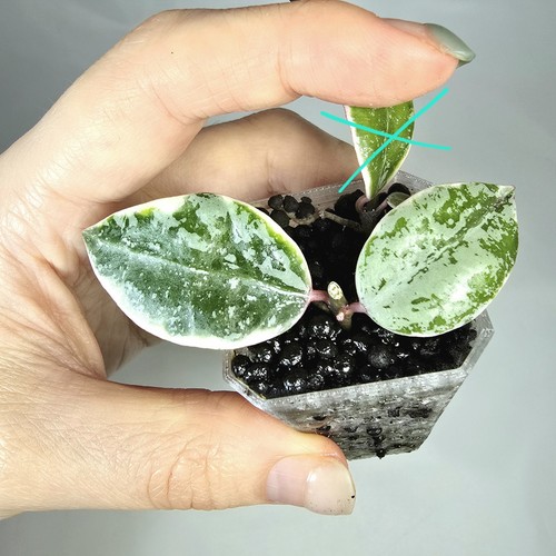 Hoya lacunosa lumina - lacunosa,