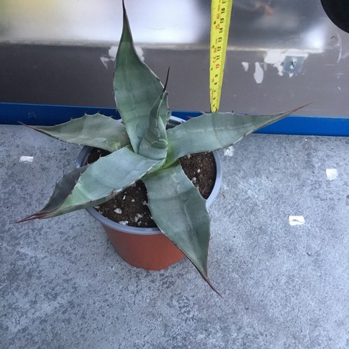 Agave gentryi - agave,