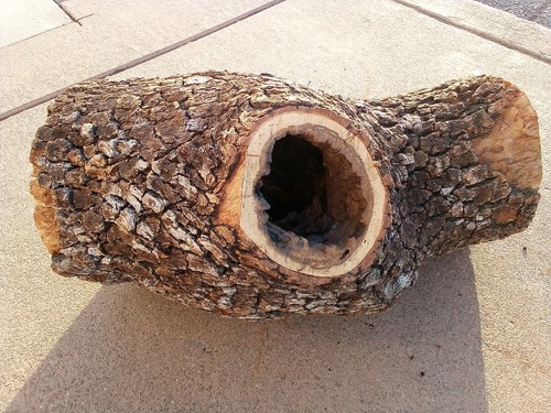 Hollow oak trunk for - oak, vivarium