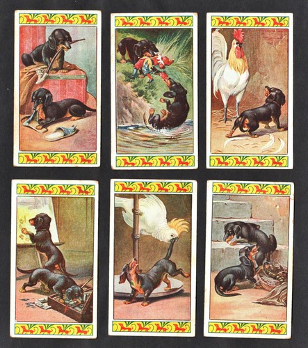 The dachshund puppies - puppies, rare