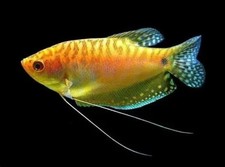 Gold Gourami Live Freshwater