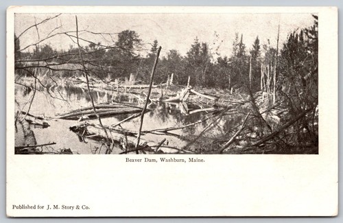Beaver dam washburn - dam,