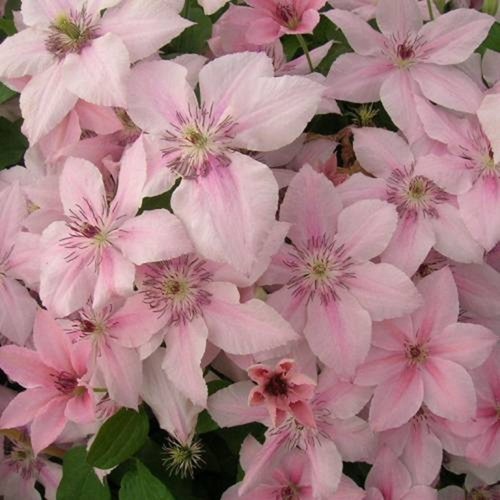 Clematis seeds flower - seeds, seed