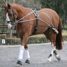 Horse pessoa lunging - pessoa,