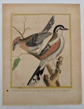 Original Engraving - Shrike - Martinet & Buffon, circa 1770