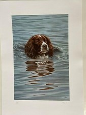 Spaniel  Dog art print in the swim Paul Doyle wildlife artist 