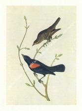 RED-WINGED BLACKBIRDS. BY JOHN