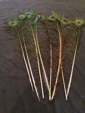 8 x 30 inch natural peacock feathers for bouquet, DIY, craft, home decor, party