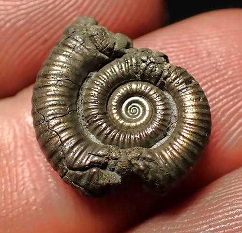 Crucilobiceras pyrite ammonite